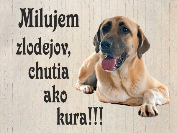 Anatolský pastiersky pes. Tabuľka pozor pes. Milujem zlodejov, chutia ako kura!!!!