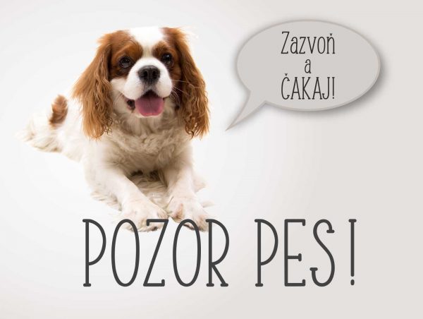 Cavalier teriér. Tabuľka pozor pes. Zazvoň a čakaj! Pozor pes!