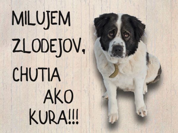 Moskovský strážny pes – Milujem zlodejov, chutia ako kura