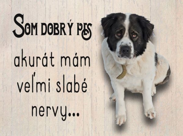 Moskovský strážny pes – Som dobrý pes akurát mám slabé nervy