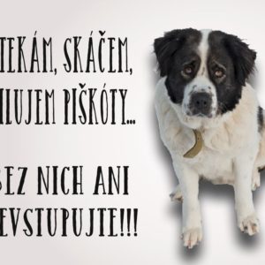 Moskovský strážny pes – štekám, skáčem, milujem piškóty… Bez nich ani nevstupujte!!!