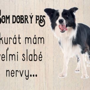 Border kólia – Som dobrý pes akurát mám slabé nervy
