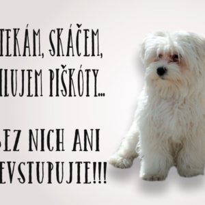 Maltézský psík – štekám, skáčem, milujem piškóty… Bez nich ani nevstupujte!!!